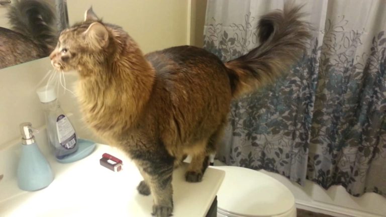 Maine Coon ansioso di fare colazione
