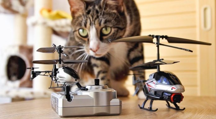 Gatto gioca con elicottero radiocomandato
