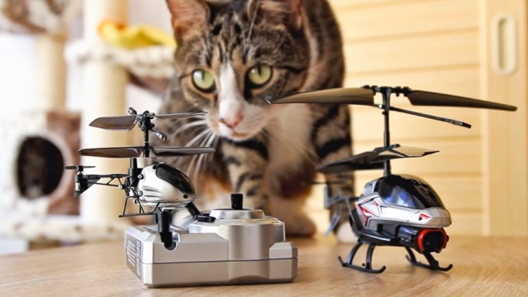 Gatto gioca con elicottero radiocomandato