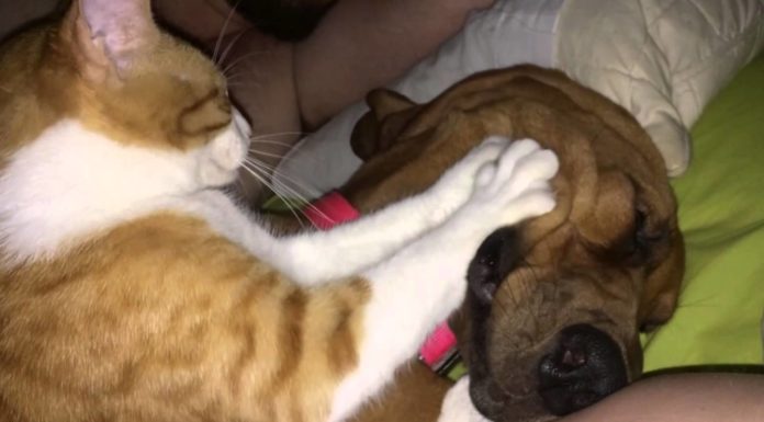 Compilation musicale di gatti