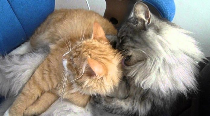 Toeletta reciproca: il significato Toeletta reciproca