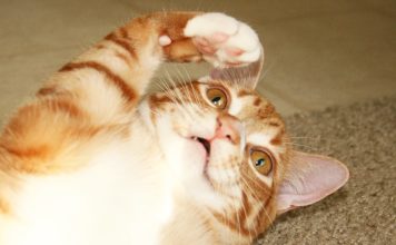 8 segnali per capire se il tuo gatto è un alieno