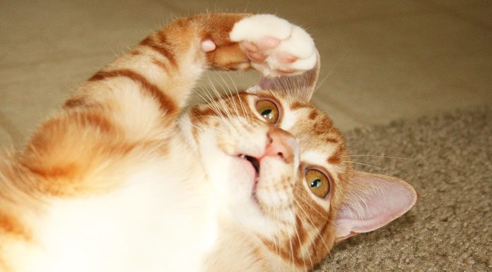 8 segnali per capire se il tuo gatto è un alieno