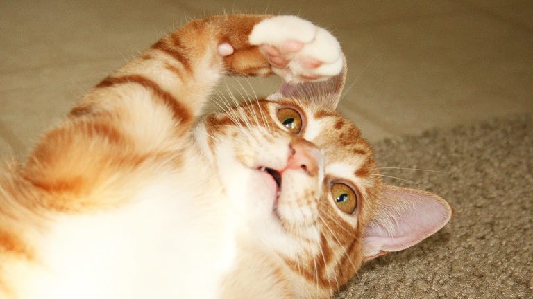 8 segnali per capire se il tuo gatto è un alieno