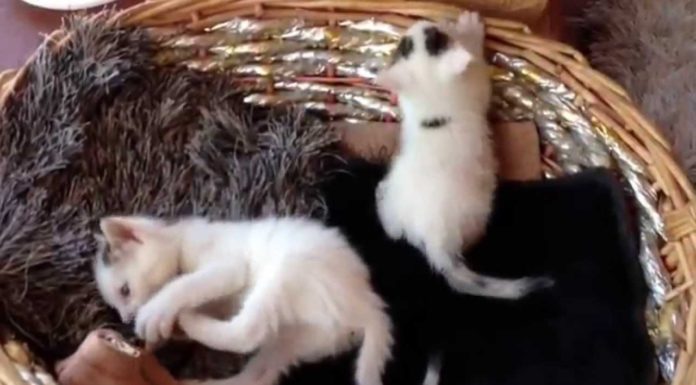 Gatti buffi che giocano alla lotta