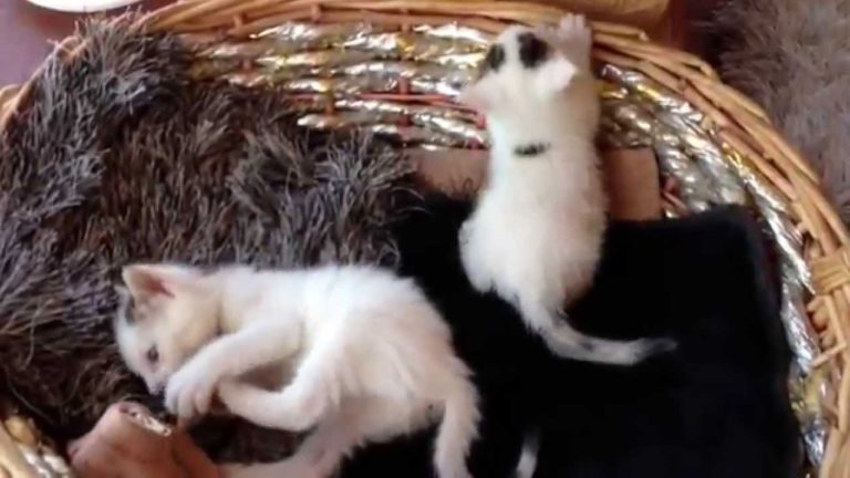 Gatti buffi che giocano alla lotta