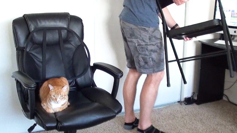 Come lavorare con un gatto