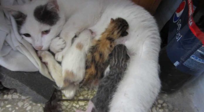 Kitty e i suoi gattini