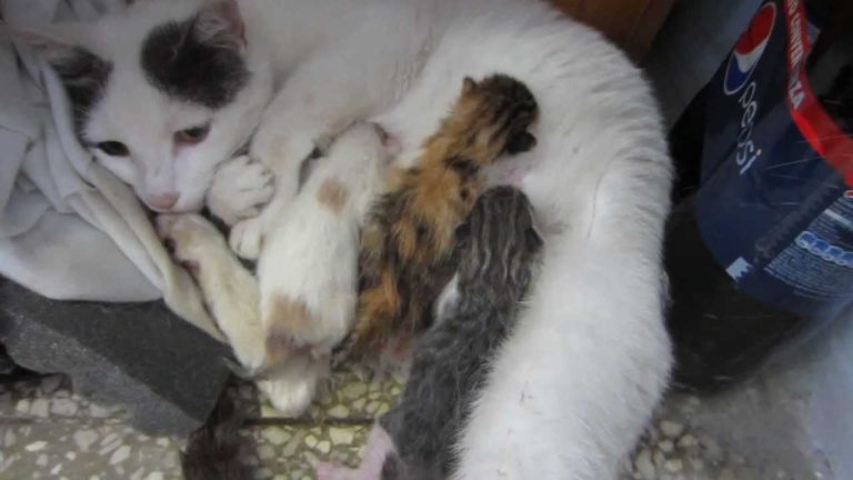 Kitty e i suoi gattini