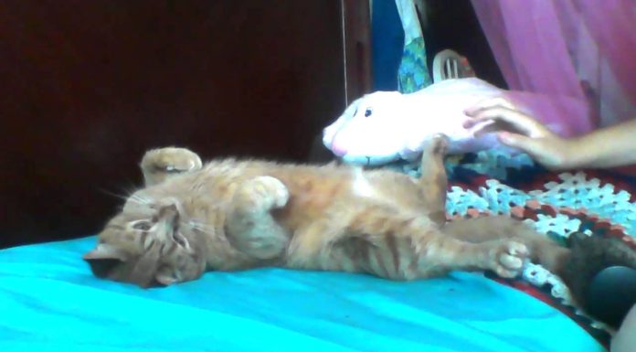 Madison amante dei “grattini”