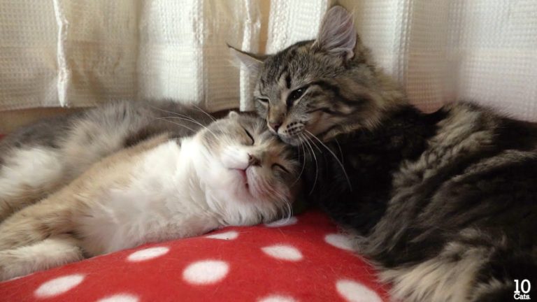 Il momento delle coccole