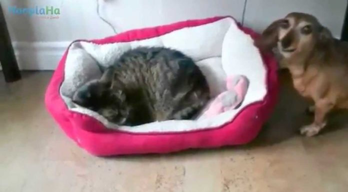 Gatti rubano il “letto” ai cani