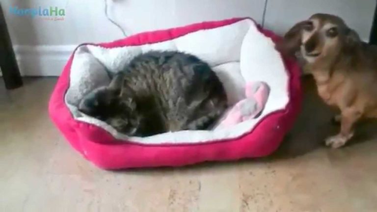 Gatti rubano il “letto” ai cani
