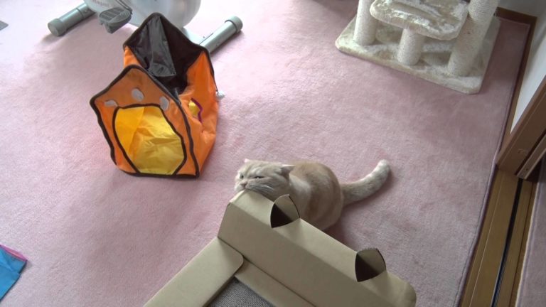 Gatto curioso
