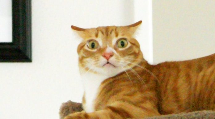 Comprendere le emozioni del proprio gatto