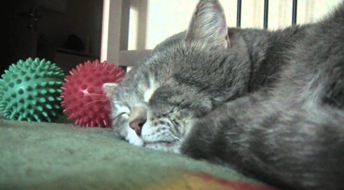 Umano con la tosse, il gatto fa qua-qua