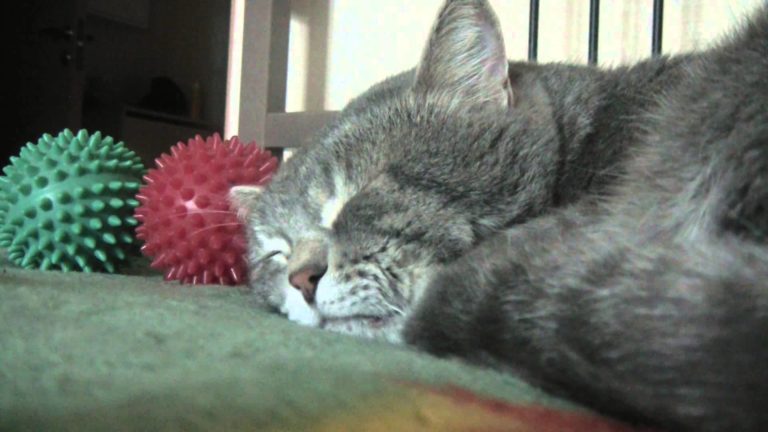 Umano con la tosse, il gatto fa qua-qua