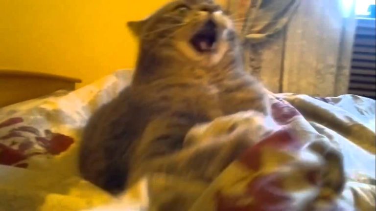 Gatto arrabbiato