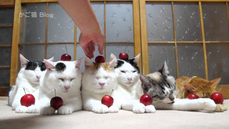 Gatti e mini mele