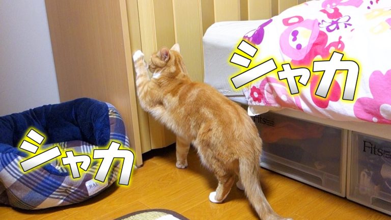 Gatto alle prese con porta a soffietto