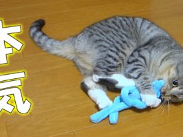 Giochiamo con il topolino