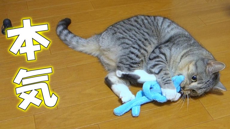 Giochiamo con il topolino
