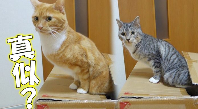 Io vado nella scatola, vieni anche tu?