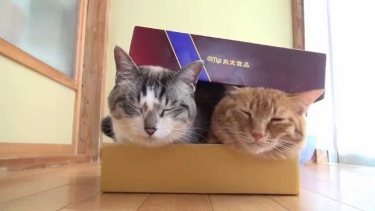 Gatti in scatola