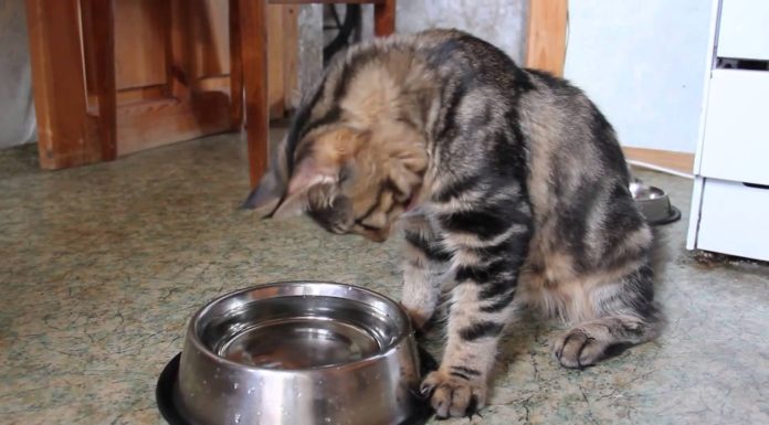 L’importanza dell’acqua