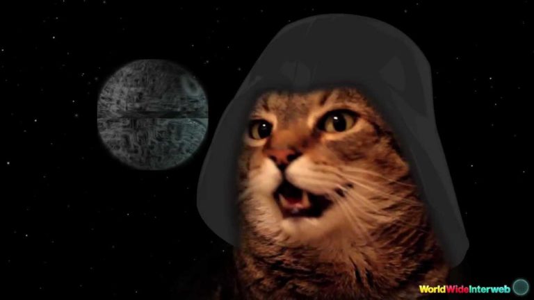 Star Wars: la sigla cantata dai gatti