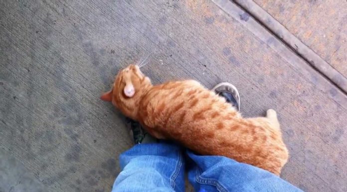 Gatto randagio coccolone trova una nuova casa