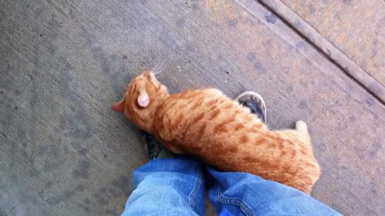 Gatto randagio coccolone trova una nuova casa