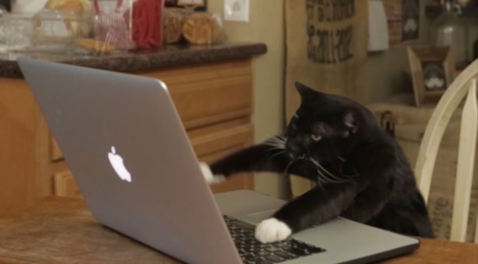 Aaron’s animals, Facebook hacker