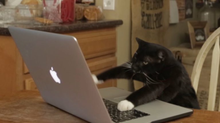 Aaron’s animals, Facebook hacker
