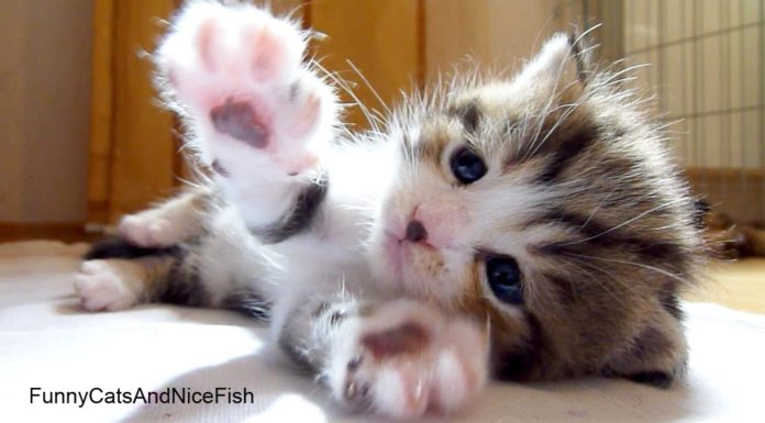 Un applauso a Octavia