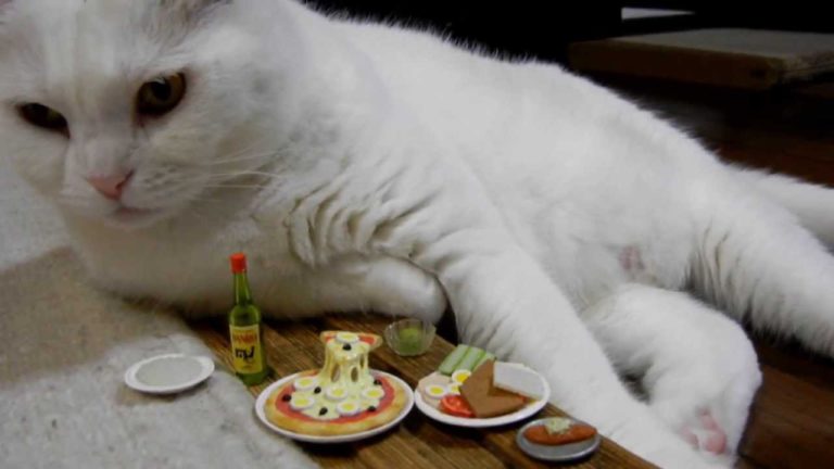 Gatto al bar