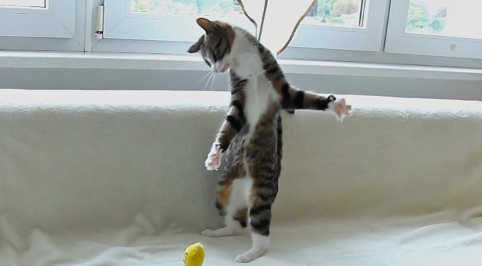 Gatto alle prese con dei giocattoli