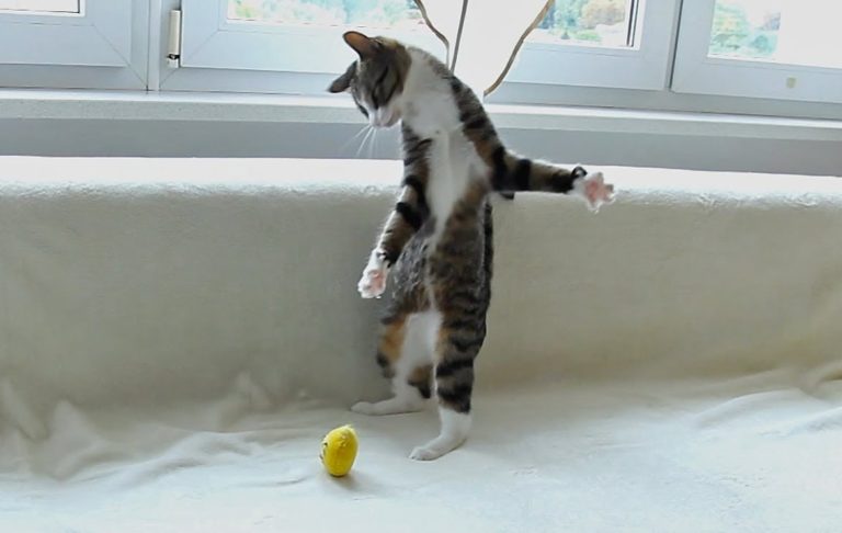Gatto alle prese con dei giocattoli