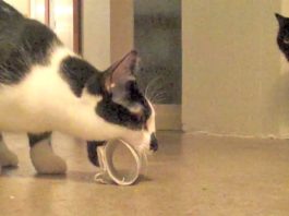 Ogni gatto ha il suo gioco preferito