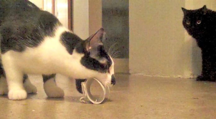 Ogni gatto ha il suo gioco preferito