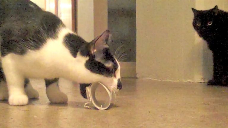 Ogni gatto ha il suo gioco preferito