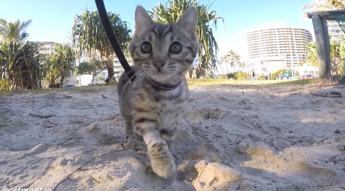 Boomer conosce la sabbia