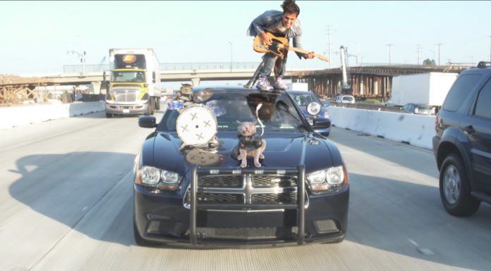 Video divertenti: Aaron’s animals – La band dei gatti