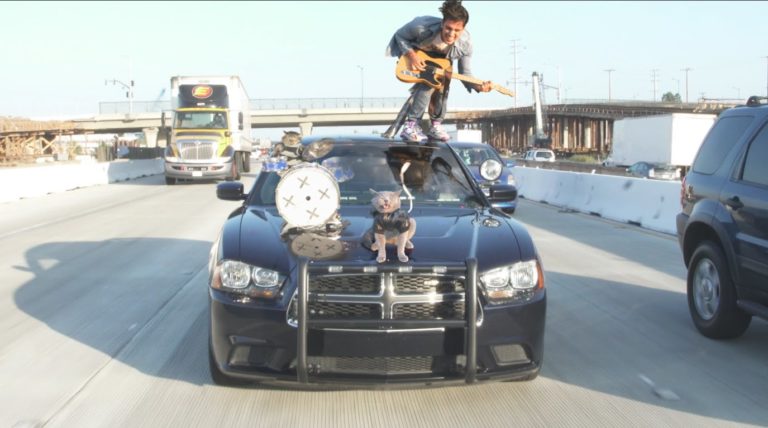 Video divertenti: Aaron’s animals – La band dei gatti