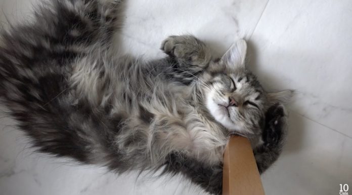 Le posizioni più strane per dormire