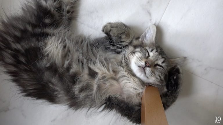Le posizioni più strane per dormire