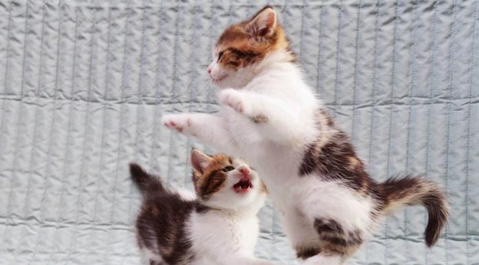 Gang of kittens – parte prima