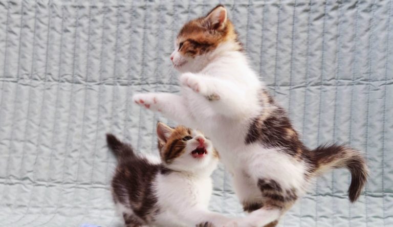 Gang of kittens – parte prima