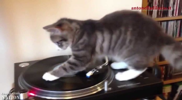 Gatti: le migliori performance