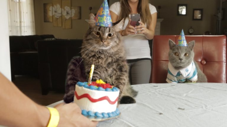 Aaron’s animals – Happy birthday